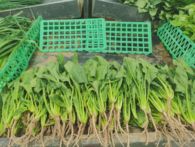 最新菠菜价格走势分析，多元观点下的市场趋势探讨